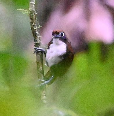 Bicolored Antbird