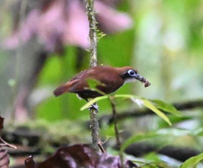 Bicolored Antbird, with a big spider