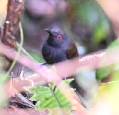Dull-mantled Antbird, the best of a bad lot of shots
