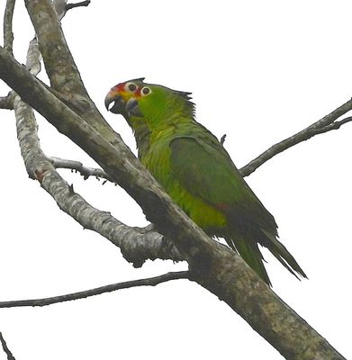 Back up the hill, we saw Red-lored Parrots again.