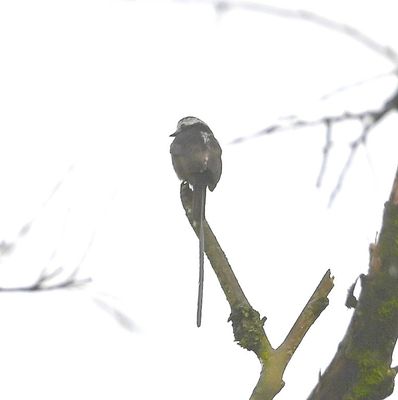 It was overcast and getting dark when we saw this Long-tailed Tyrant in a distant tree.