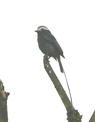 Long-tailed Tyrant