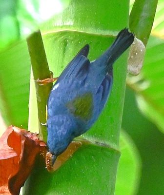 This Tropical Parula was willing to come a little closer.