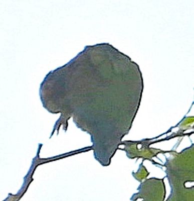 White-crowned Parrot, in dim light