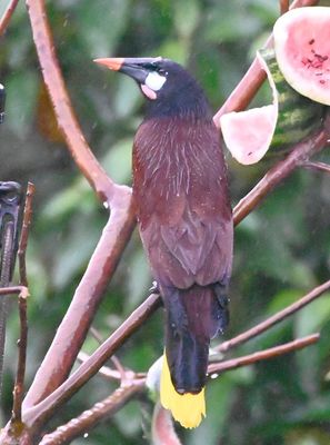 And the ever-present Montezuma Oropendola ended our tenth day in Costa Rica.