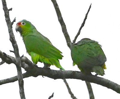 Red-lored Parrots, on our early morning walk