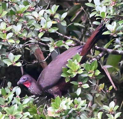 Crested Guan, in a bush in the garden off the deck at the lodge