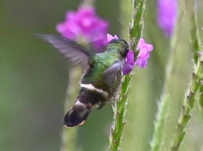 The Black-crested Coquette would come to the verbena to feed, then fly off to roost in a bush, always out of sight, so only got flight photos.