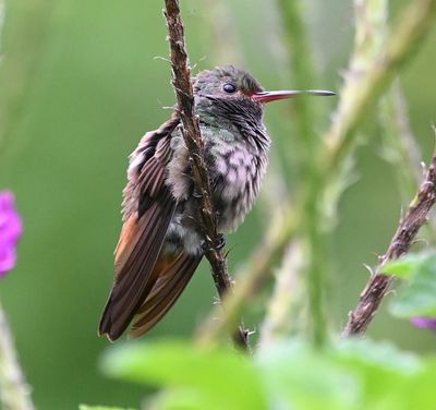 The Rufous-tailed Hummingbird was more cooperative.