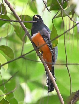 Male Collared Trogon (Orange-bellied)