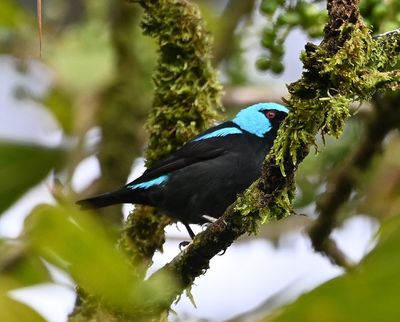 The Scarlet-thighed Dacnis did not show his pantaloons, but his red eye is striking.