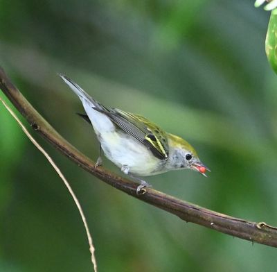 Chestnut-sided Warbler, with a red berry