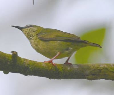Female Red-legged Honeycreeper