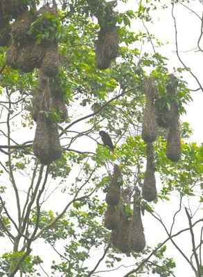 Montezuma Oropendola, among hanging nests