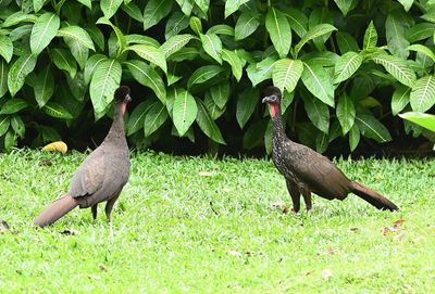 These two Crested Guans had a face-off near our room.