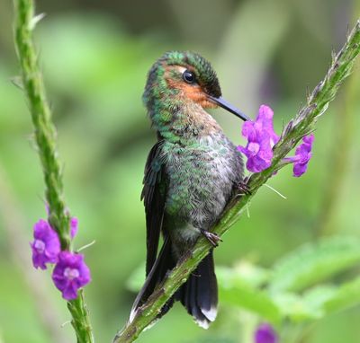 Juvenile Green-crowned Brilliant