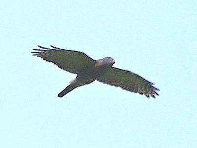 A Double-toothed Kite flew over.