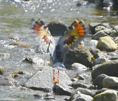 We caught a little glimpse of the Sunbittern's colorful wings as it moved farther away.