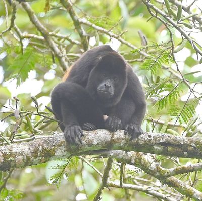 TRIP DAY 11 (Thu, 4/6):

Mantled Howler Monkey
(Alouatta palliata)
In the trees along the road up from the Lake Arenal dam