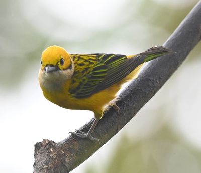 Silver-throated Tanager