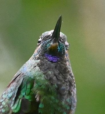 Close-up of the gorget of the Green-crowned Brilliant
