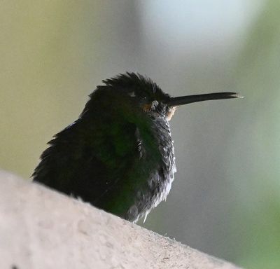 The Green-crowned Brilliants were even in the rafters.