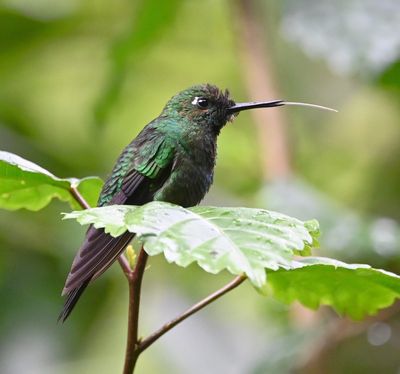 Green-crowned Brilliant, showing its tongue