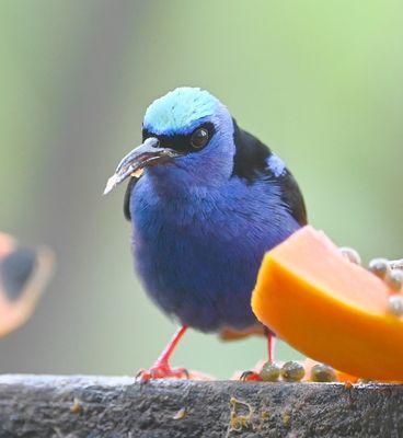 Male Red-legged Honeycreeper