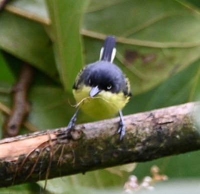 I finally got a (so-so) photo of the Common Tody-Flycatcher; it looks like it might have some nesting material in its bill.