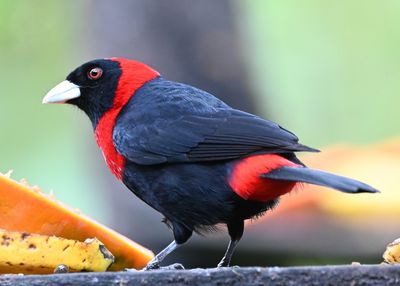 Crimson-collared Tanager--sounds like a superhero