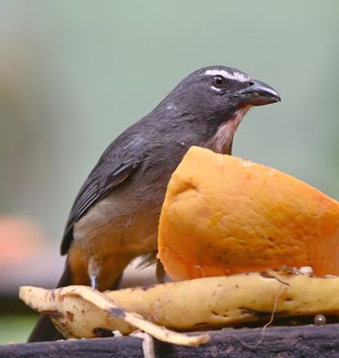 Buff-throated Saltator