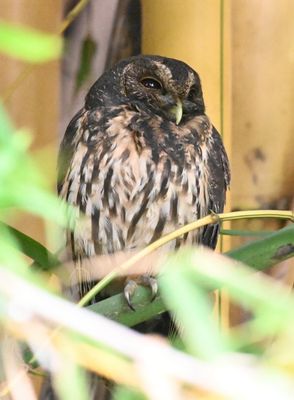 The resident Mottled Owl