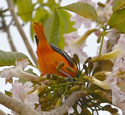 The pink-flowered tree in the hotel parking lot attracted this male Baltimore Oriole, as well as many other birds.