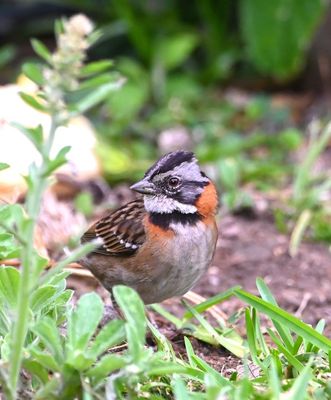 This Rufous-collared Sparrow was foraging on the ground out front.