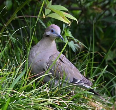 White-winged Dove, in the grass