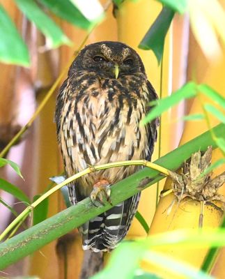 One more look at the Mottled Owl