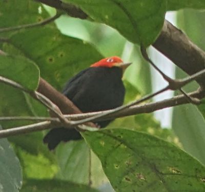Red-capped Manakin
Photo taken through his spotting scope by our guide, Erick Guzmn, using my Pixel 4a phone