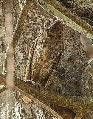 Pacific Screech-Owl
Photo taken by our guide, Erick Guzmn, using his spotting scope and my Pixel phone.