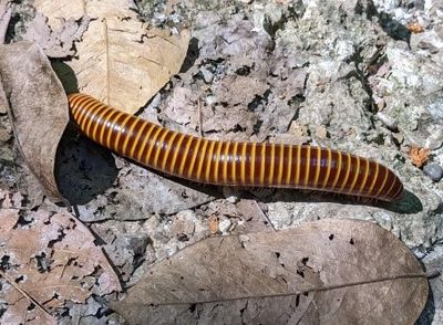 TRIP DAY 7 (Sun, 4/2):

Bumblebee Millipede
(Anadenobolus monilicornis)
at Carara National Park