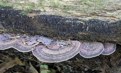 TRIP DAY 7 (Sun, 4/2):
Hairy Hexagonia
(Hexagonia hydnoides)
At Carara National Park