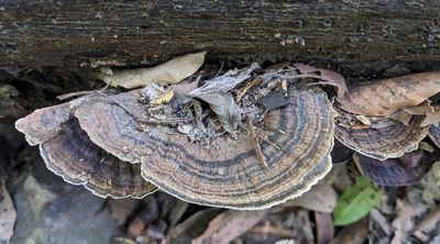 Hairy Hexagonia
(Hexagonia hydnoides)
