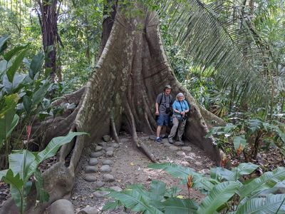 TRIP DAY 7 (Sun, 4/2):

Wrapped in the roots of a giant ficus tree at Carara National Park