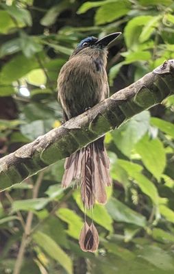 Keel-billed Motmot
Photo taken by our guide, Erick Guzmán, using his spotting scope and my Pixel phone