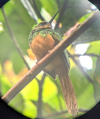 Rufous-tailed Jacamar
Photo taken by our guide, Erick Guzmán, using his spotting scope and my Pixel phone
