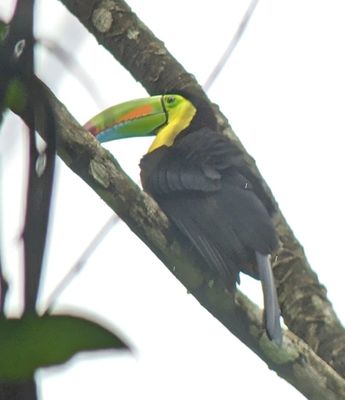 Keel-billed Toucan
Photo taken by our guide, Erick Guzmán, using his spotting scope and my Pixel phone