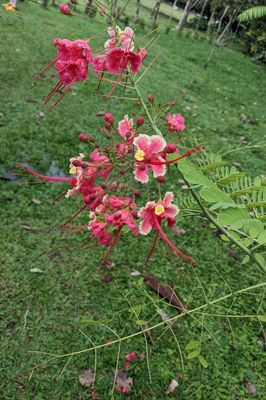 Peacock Flower
(Caesalpinia pulcherrima)