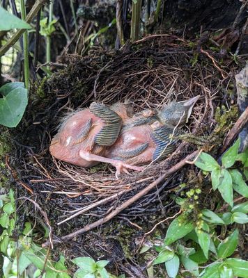 Clay-colored Thrush nestlings
A worker at the reserve showed us the nest in a bush along a fence at the side of the trail.
