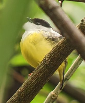 Male White-collared Manakin, showing its fluffy chin feathers
Photo taken by our guide, Erick Guzmán, using his spotting scope and my Pixel phone