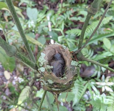 As we were finishing the trail, one of the workers pointed out this hummingbird nest.