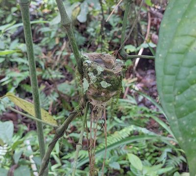 2023 Costa Rica Trip, Day 9